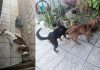 Quatro cães são resgatados em situação de maus-tratos em Balneário Piçarras