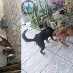 Quatro cães são resgatados em situação de maus-tratos em Balneário Piçarras