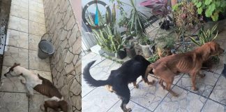 Quatro cães são resgatados em situação de maus-tratos em Balneário Piçarras