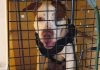 Homem suspeito de agredir cão em BC é preso pela Polícia Civil