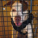 Homem suspeito de agredir cão em BC é preso pela Polícia Civil