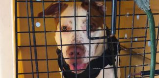 Homem suspeito de agredir cão em BC é preso pela Polícia Civil