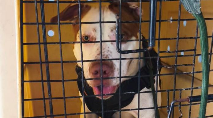 Homem suspeito de agredir cão em BC é preso pela Polícia Civil