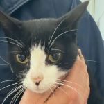 Gata perdida há um mês é identificada e reencontra família após ação da Casa Pet