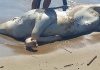 Vaca morta aparece na praia de Piçarras e surpreende banhistas
