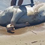 Vaca morta aparece na praia de Piçarras e surpreende banhistas