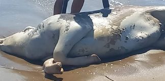 Vaca morta aparece na praia de Piçarras e surpreende banhistas