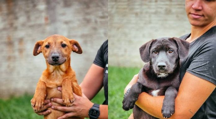 Feira de Adoção terá mais de 10 cachorros disponíveis em Balneário Piçarras