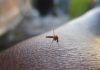 Combate à dengue: cuidados com a caixa d’água são importantes