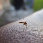Combate à dengue: cuidados com a caixa d’água são importantes