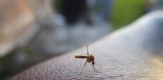 Combate à dengue: cuidados com a caixa d’água são importantes