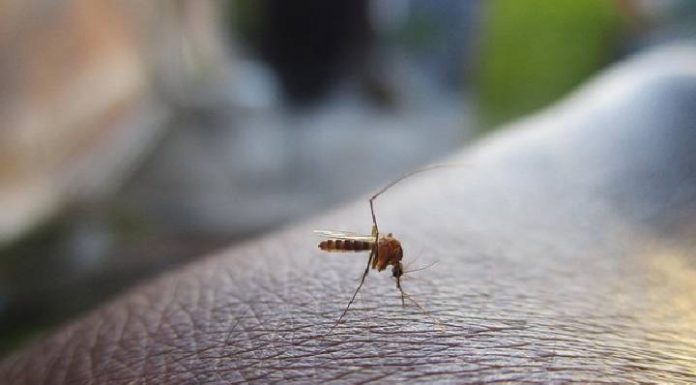 Combate à dengue: cuidados com a caixa d’água são importantes