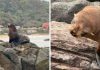 Lobo-marinho é resgatado após ser importunado por cães em praia de SC