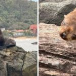 Lobo-marinho é resgatado após ser importunado por cães em praia de SC