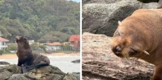 Lobo-marinho é resgatado após ser importunado por cães em praia de SC