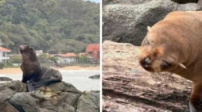 Lobo-marinho é resgatado após ser importunado por cães em praia de SC
