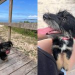 🚨🐶 PROCURA-SE A BELINHA! AJUDEM A COMPARTILHAR! ❤️🙏