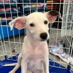 Feira de adoção neste sábado pode mudar a vida de cães e gatos