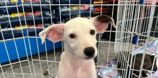Feira de adoção neste sábado pode mudar a vida de cães e gatos