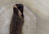 Furão resgatado em lavanderia de Barra Velha ganha nova chance na natureza