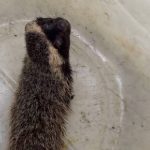 Furão resgatado em lavanderia de Barra Velha ganha nova chance na natureza