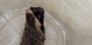 Furão resgatado em lavanderia de Barra Velha ganha nova chance na natureza